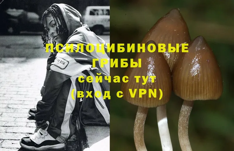 Галлюциногенные грибы Cubensis  Невинномысск 